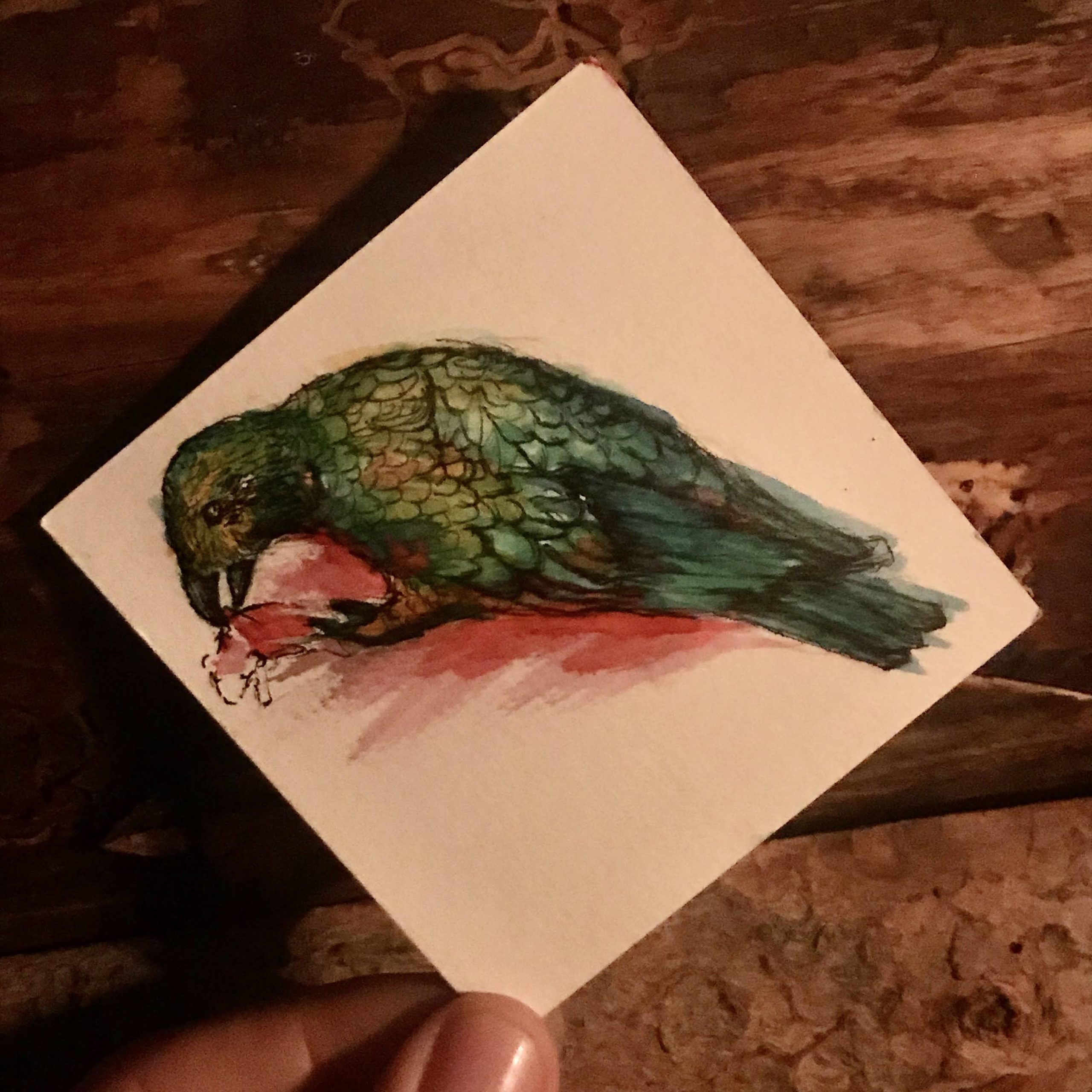 Ink drawing of a kea/mountain parrot
